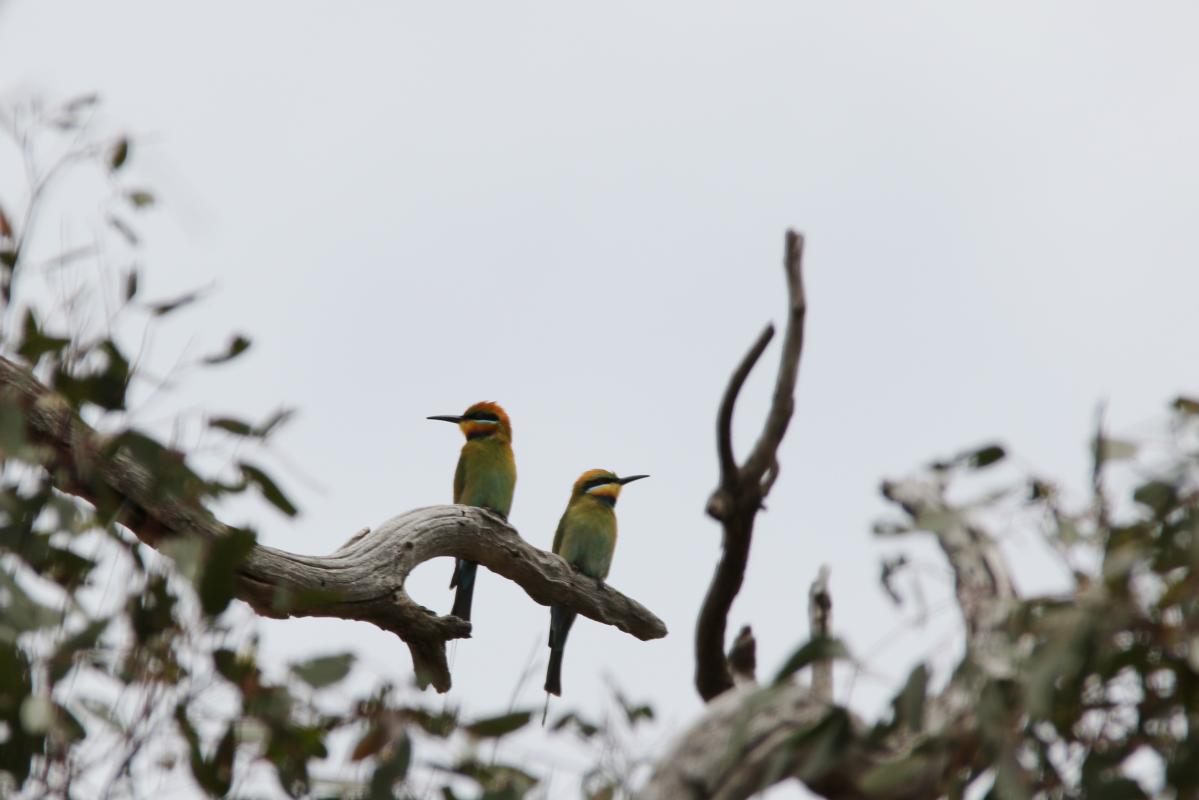 Rainbow bee-eater (Merops ornatus)