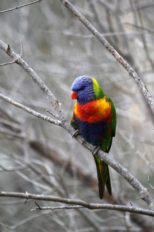 Rainbow Lorikeet (Trichoglossus haematodus)