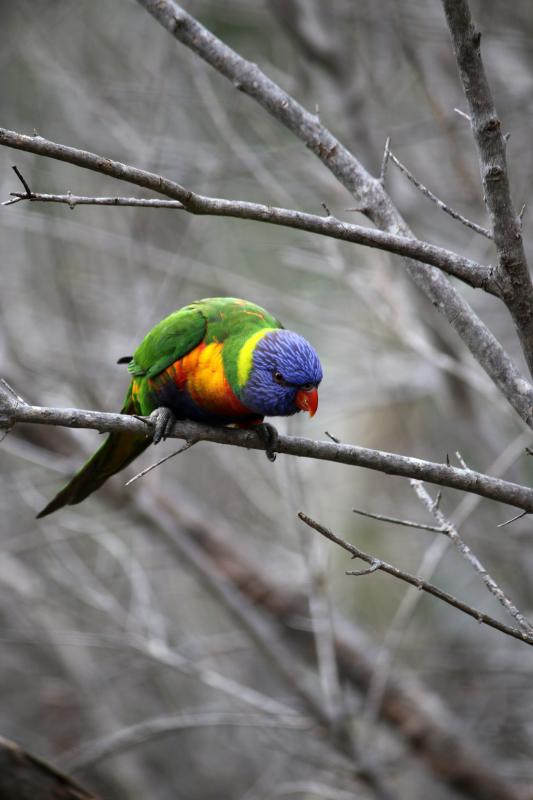 Rainbow Lorikeet (Trichoglossus haematodus)