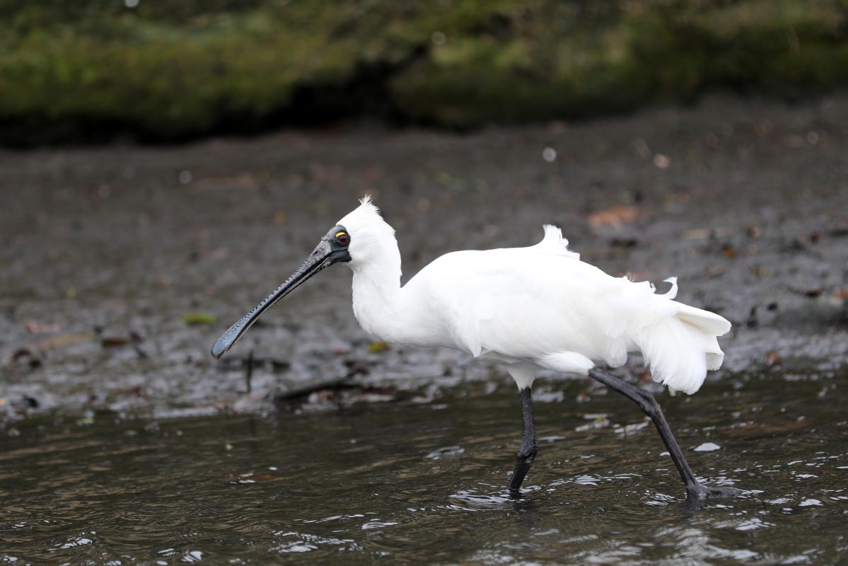 Royal Spoonbill (Platalea regia)