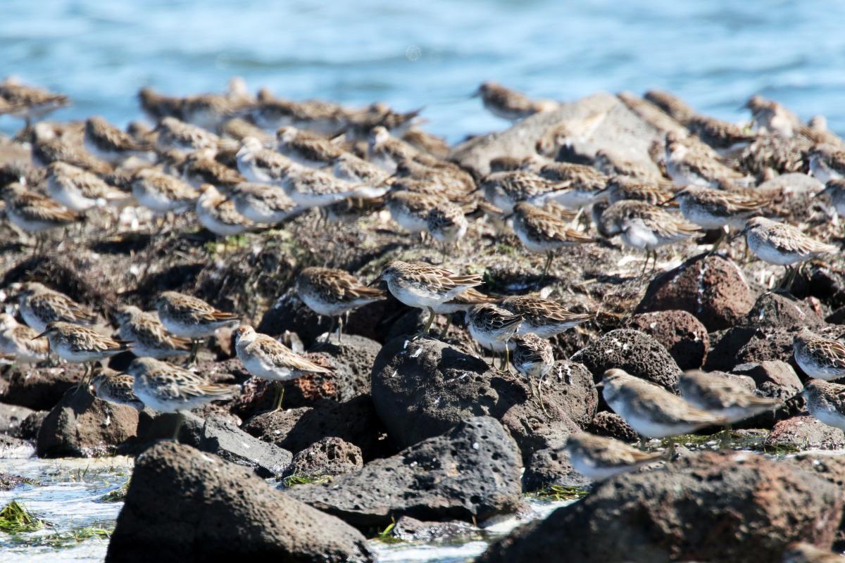 Sharp-tailed Sandpiper (Calidris acuminata)