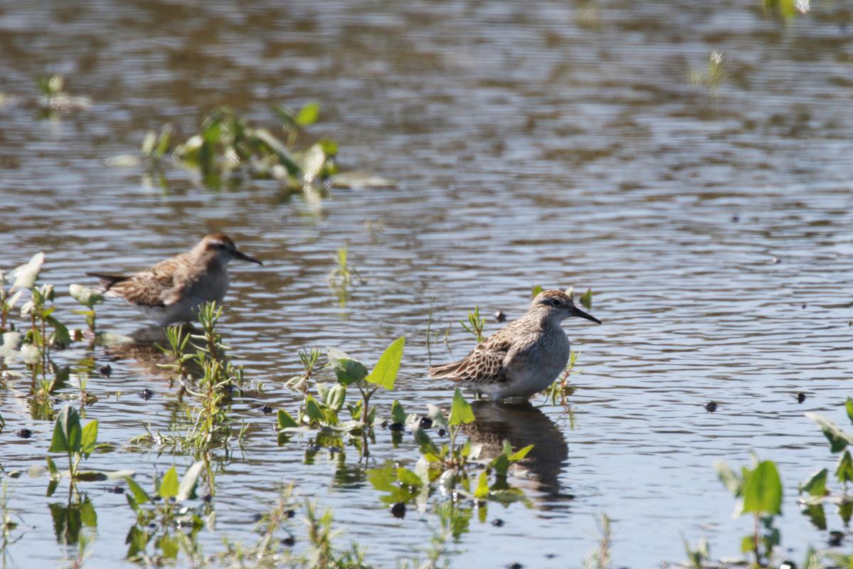 Sharp-tailed Sandpiper (Calidris acuminata)