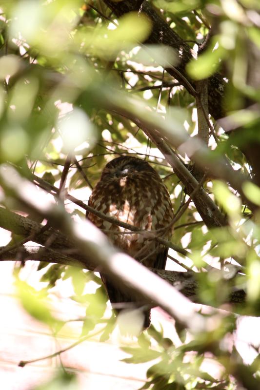 Southern boobook (Ninox boobook)