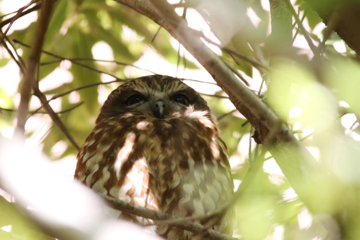 Southern boobook (Ninox boobook)