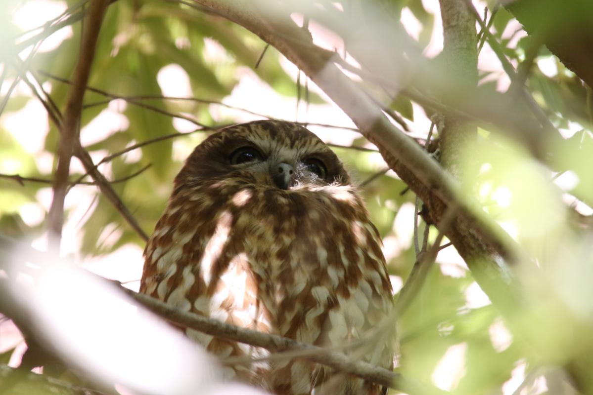 Southern boobook (Ninox boobook)