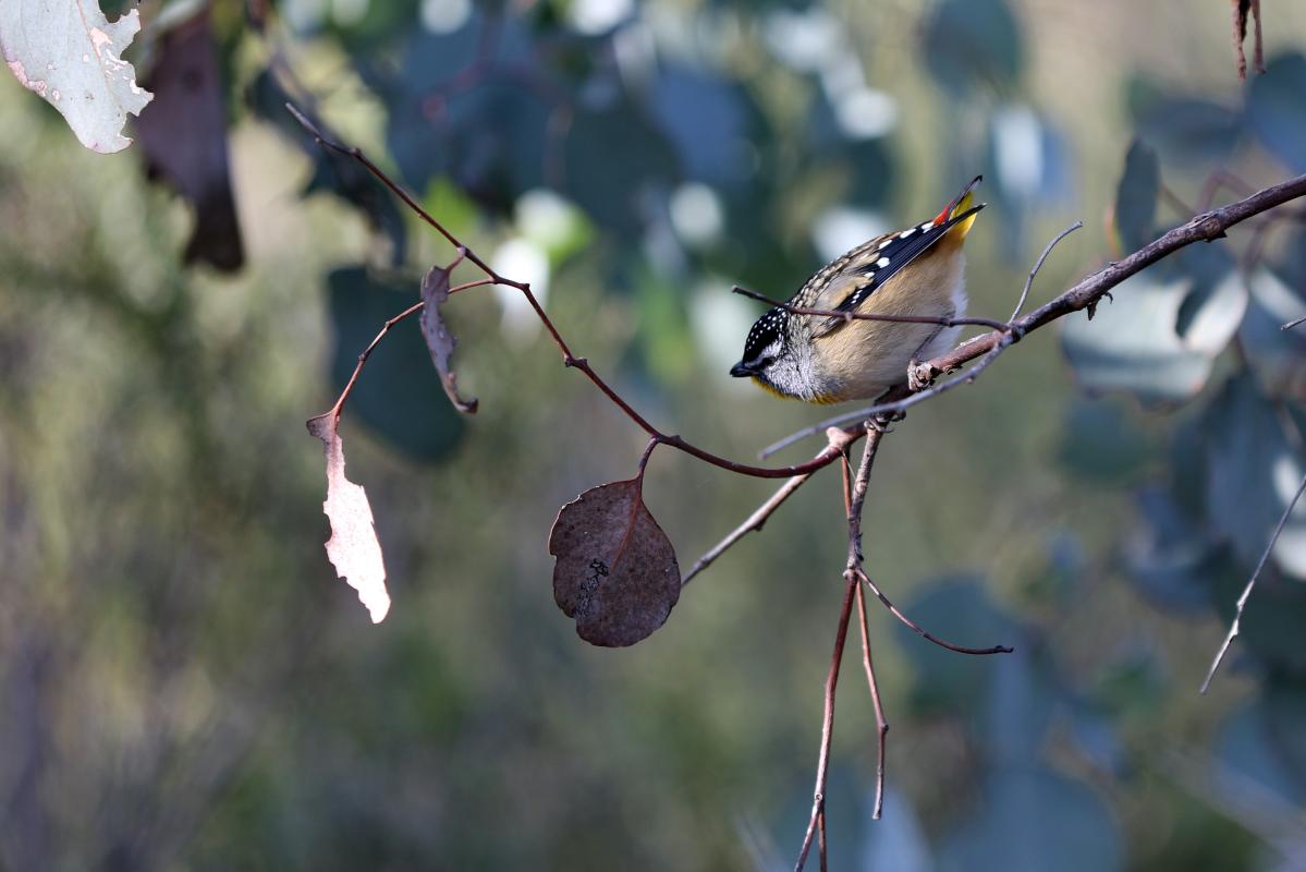 Spotted Pardalote (Pardalotus punctatus)