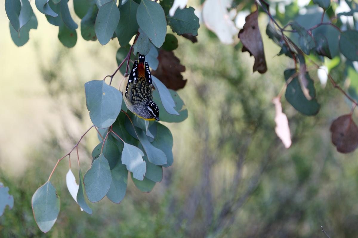 Spotted Pardalote (Pardalotus punctatus)