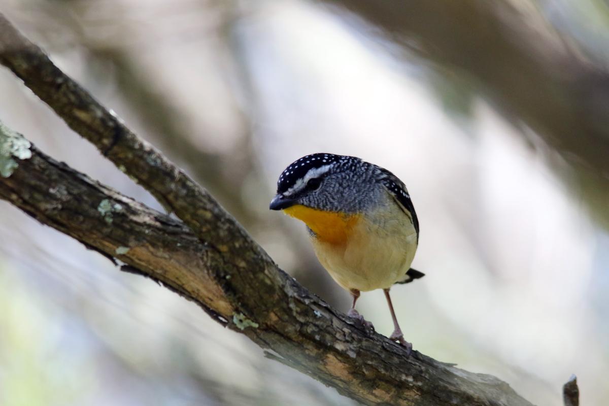 Spotted Pardalote (Pardalotus punctatus)