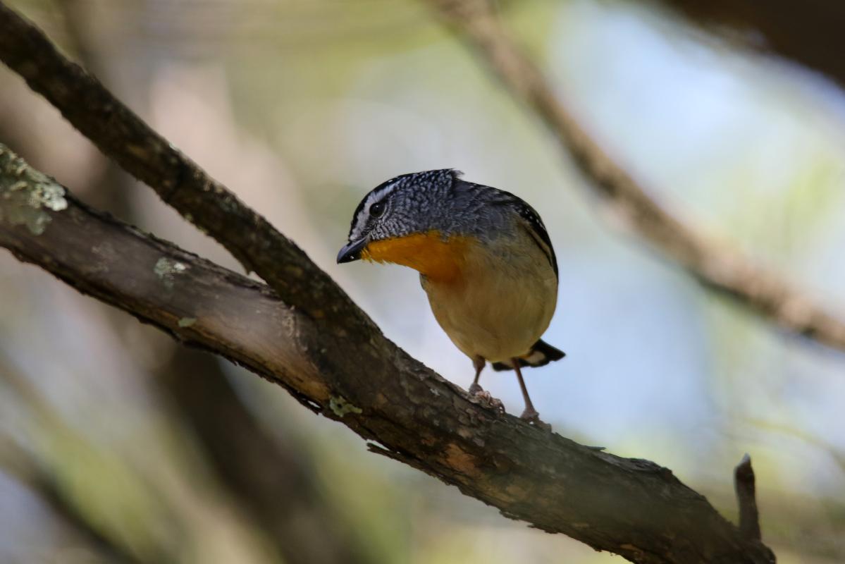 Spotted Pardalote (Pardalotus punctatus)