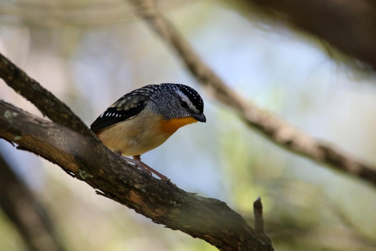 Spotted Pardalote (Pardalotus punctatus)