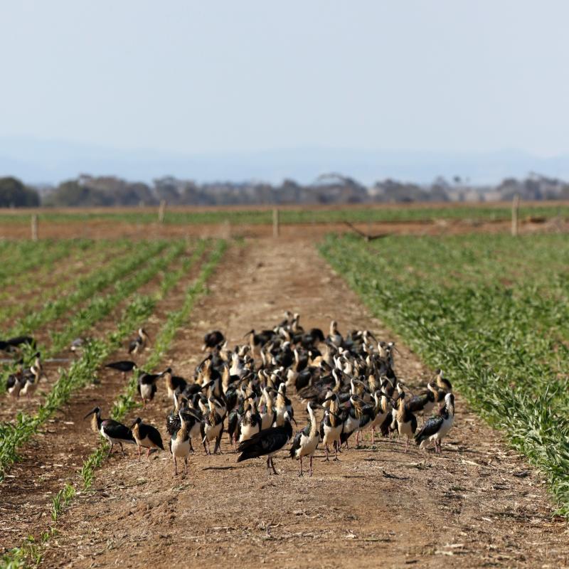 Straw-necked Ibis (Threskiornis spinicollis)