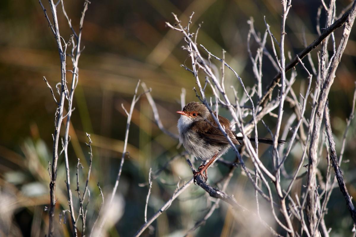 Superb Fairywren (Malurus cyaneus)