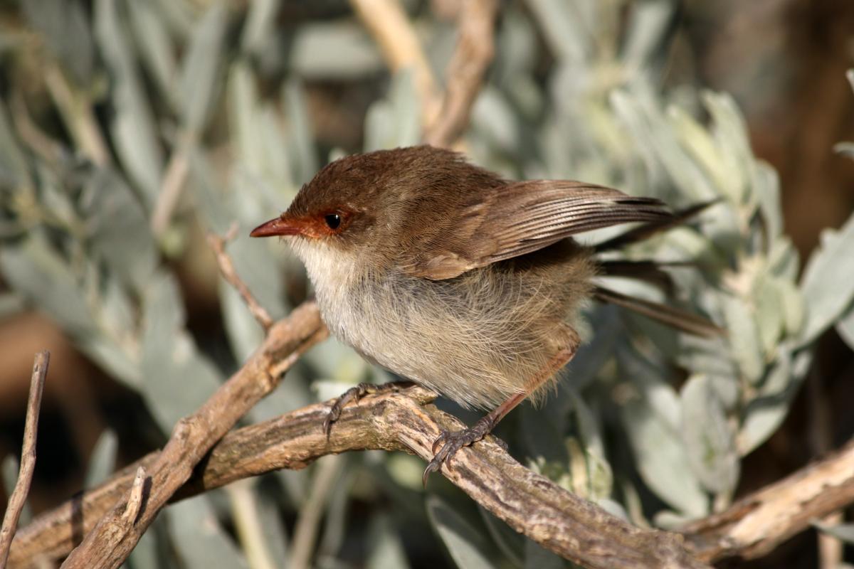 Superb Fairywren (Malurus cyaneus)