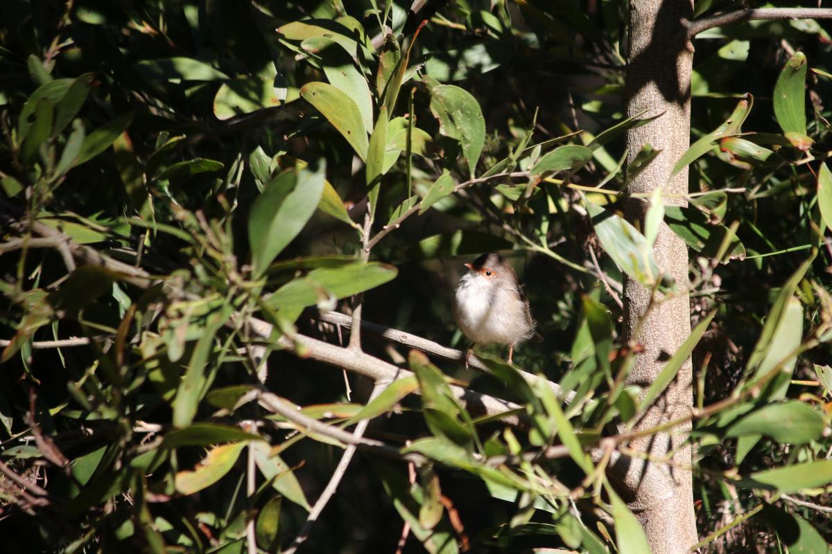 Superb Fairywren (Malurus cyaneus)