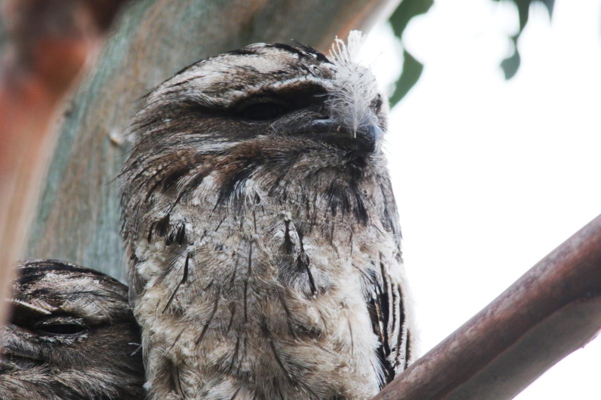 Tawny Frogmouth (Podargus strigoides)