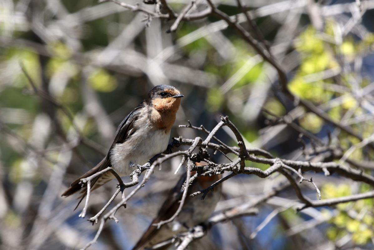 Welcome Swallow (Hirundo neoxena)