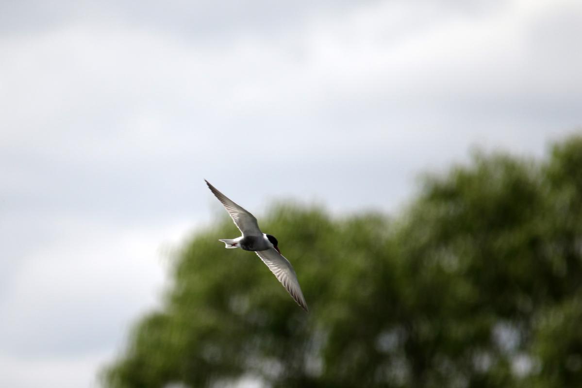 Whiskered tern (Chlidonias hybrida)