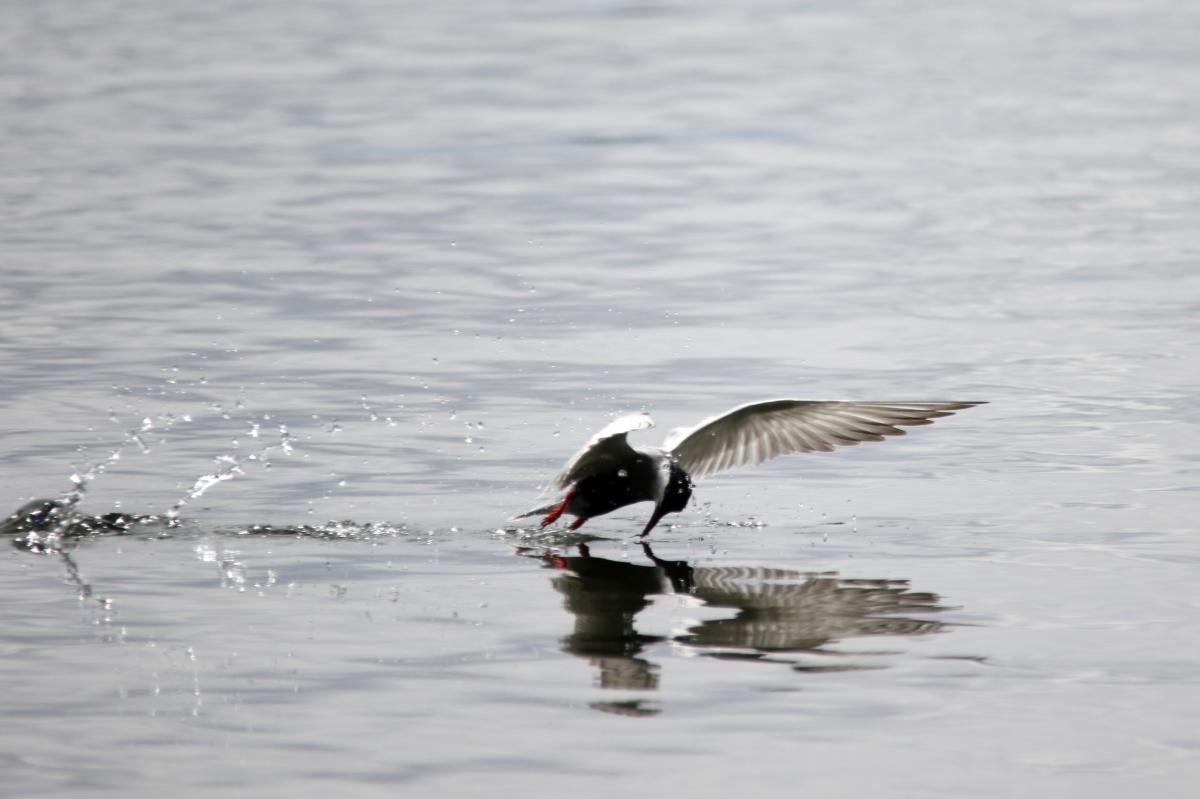 Whiskered tern (Chlidonias hybrida)