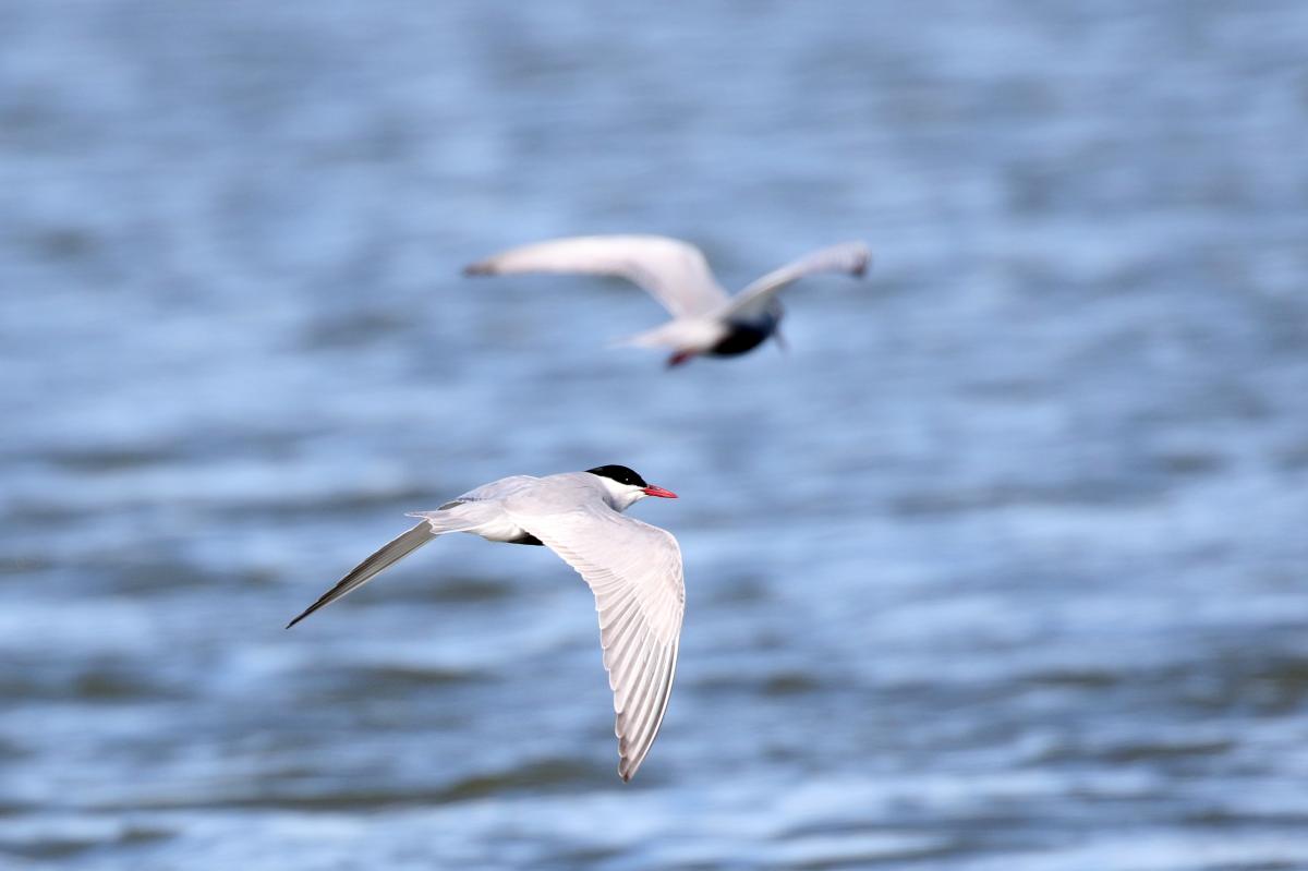 Whiskered tern (Chlidonias hybrida)