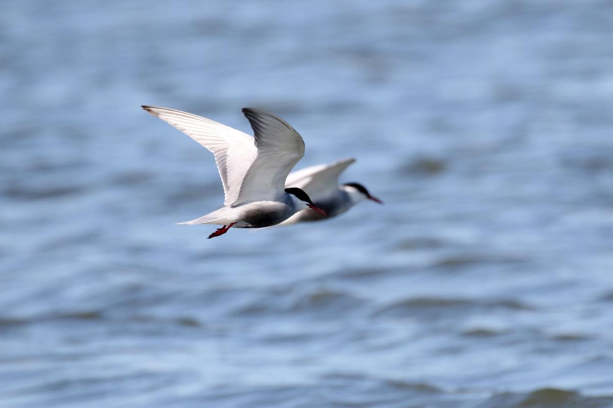 Whiskered tern (Chlidonias hybrida)