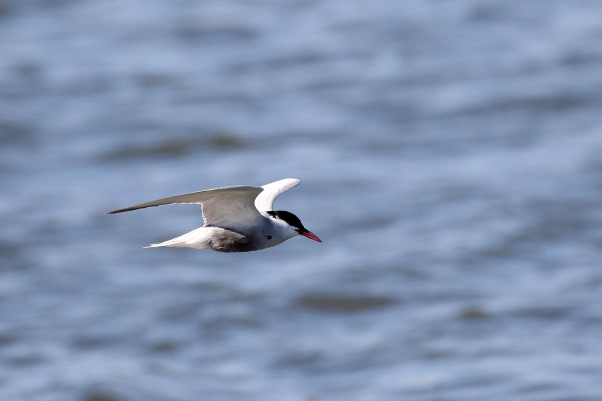 Whiskered tern (Chlidonias hybrida)