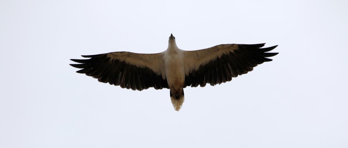 White-bellied Sea Eagle (Haliaeetus leucogaster)