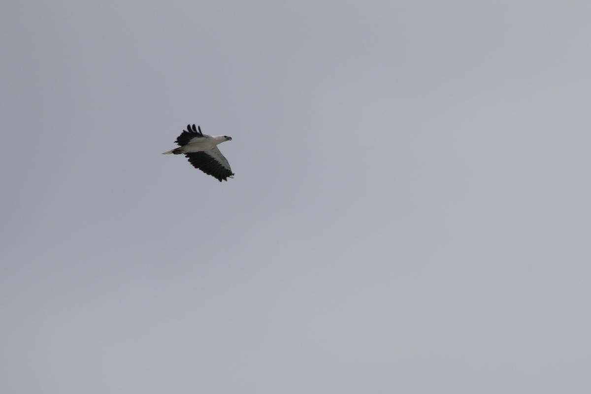 White-bellied Sea Eagle (Haliaeetus leucogaster)