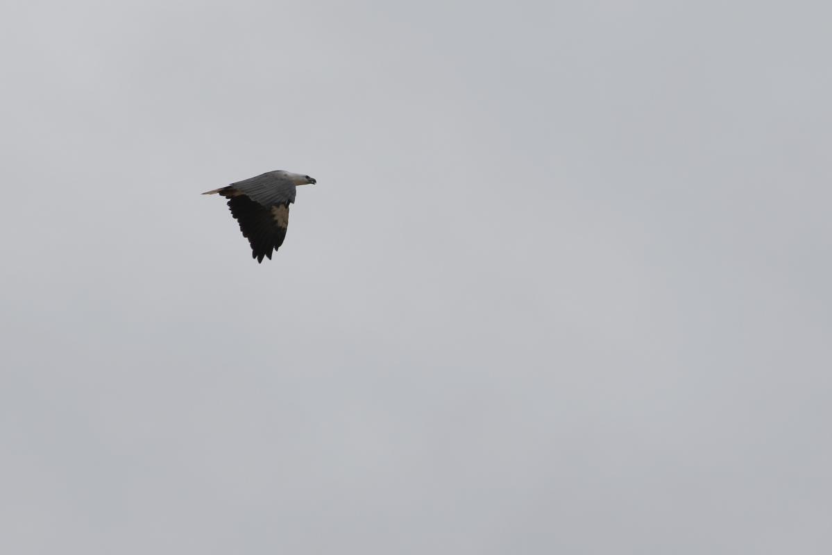 White-bellied Sea Eagle (Haliaeetus leucogaster)