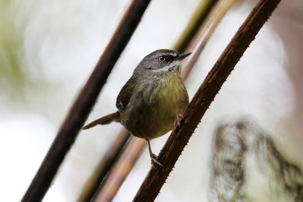 White-browed Scrubwren (Sericornis frontalis)