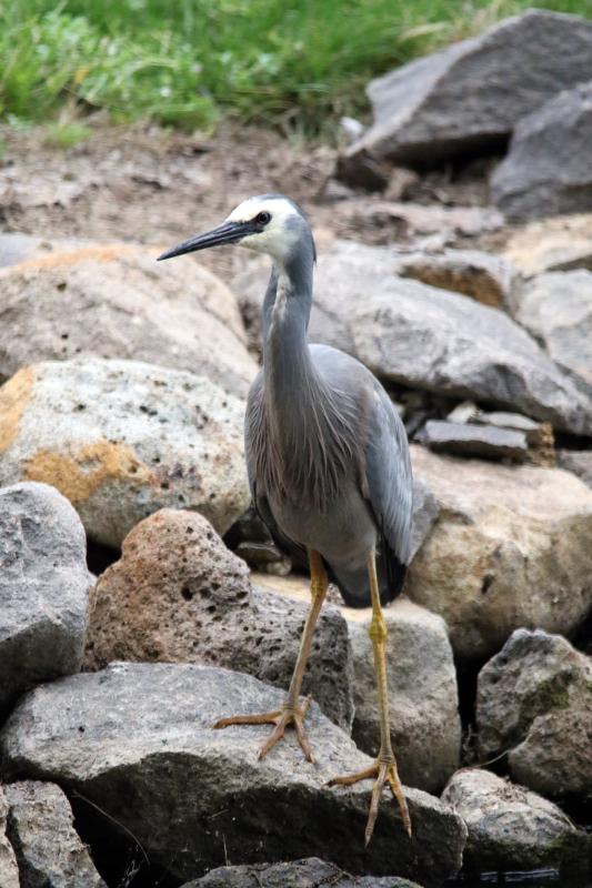 White-faced Heron (Egretta novaehollandiae)