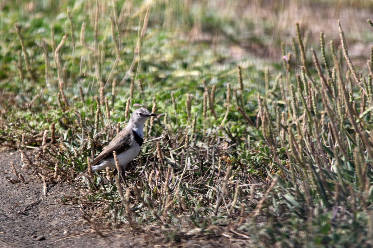 White-fronted Chat (Epthianura albifrons)