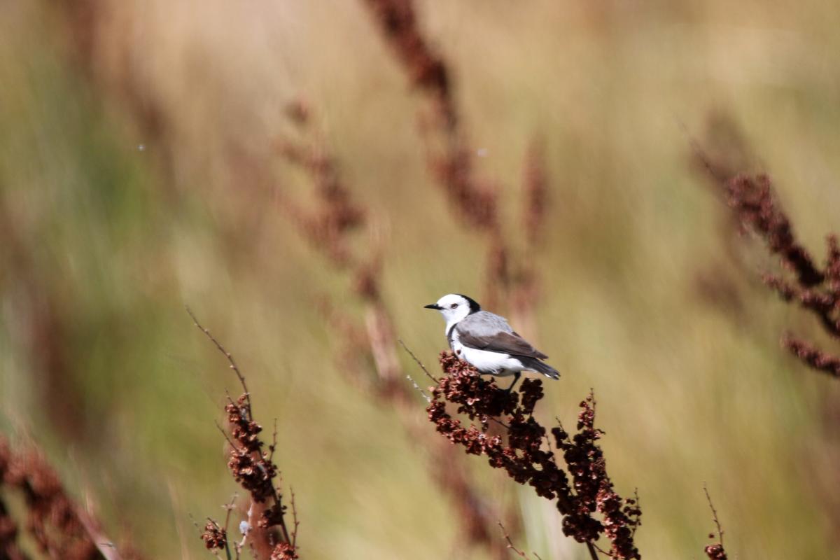 White-fronted Chat (Epthianura albifrons)