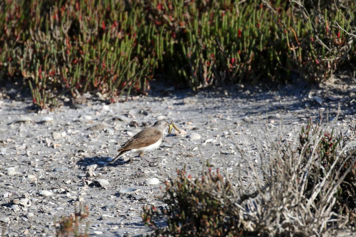 White-fronted Chat (Epthianura albifrons)