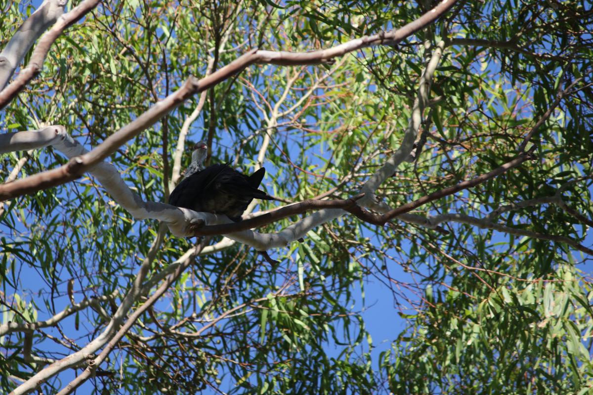 White-headed pigeon (Columba leucomela)