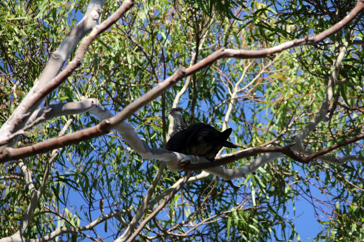 White-headed pigeon (Columba leucomela)