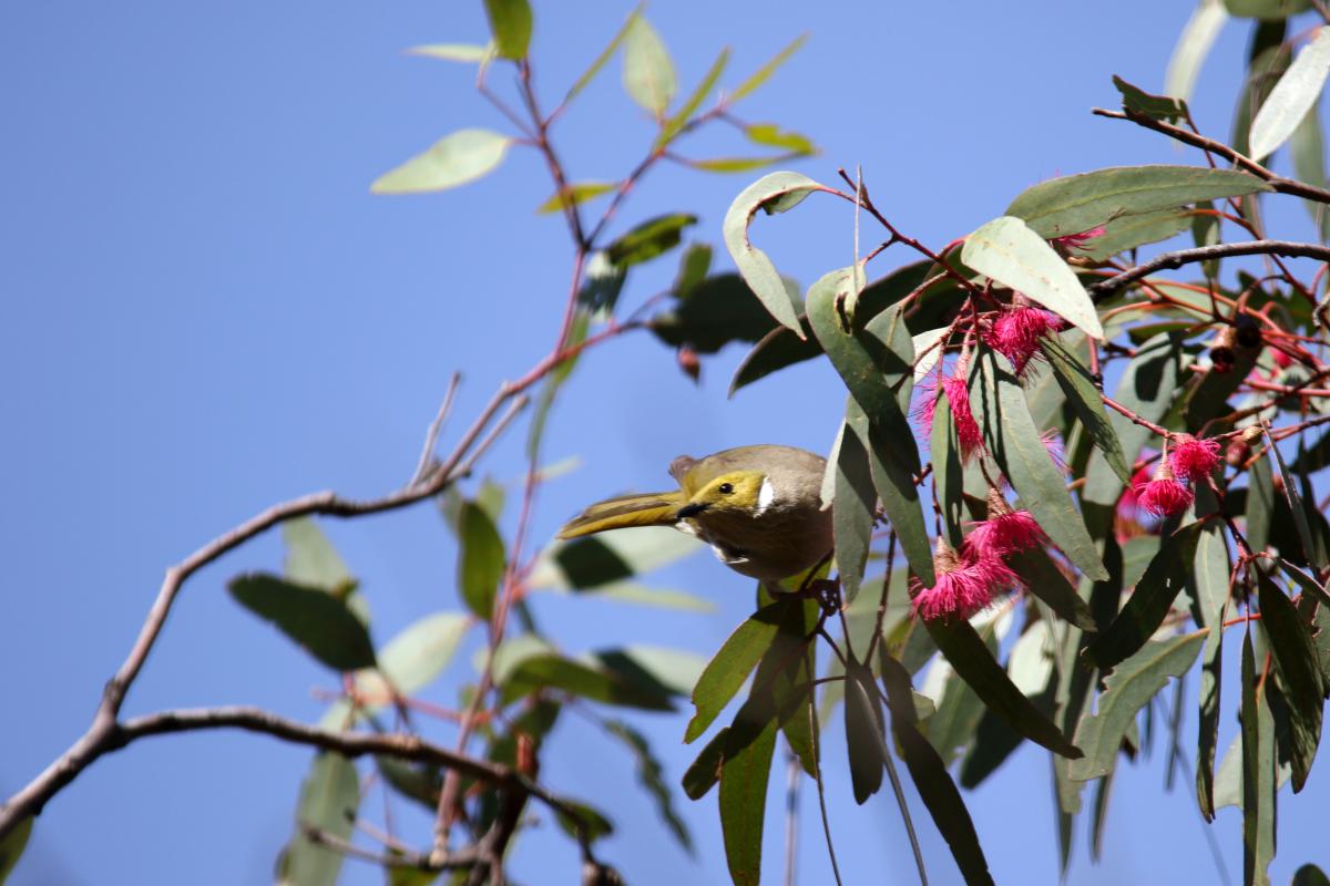 White-plumed Honeyeater (Lichenostomus penicillatus)