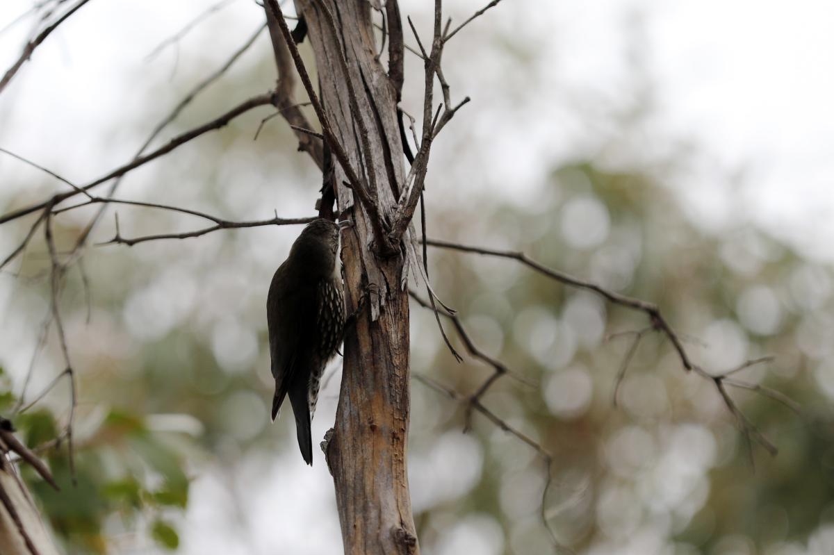 White-throated Treecreeper (Cormobates leucophaea)