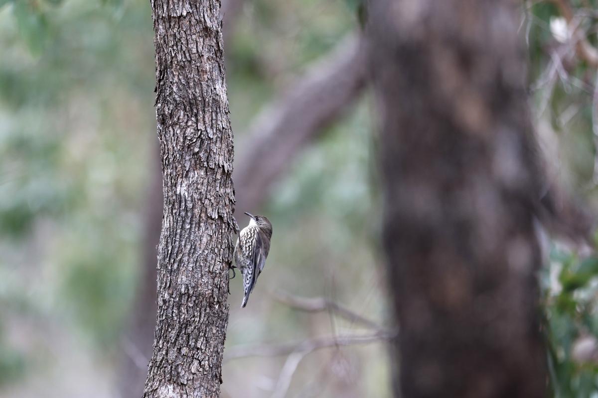 White-throated Treecreeper (Cormobates leucophaea)