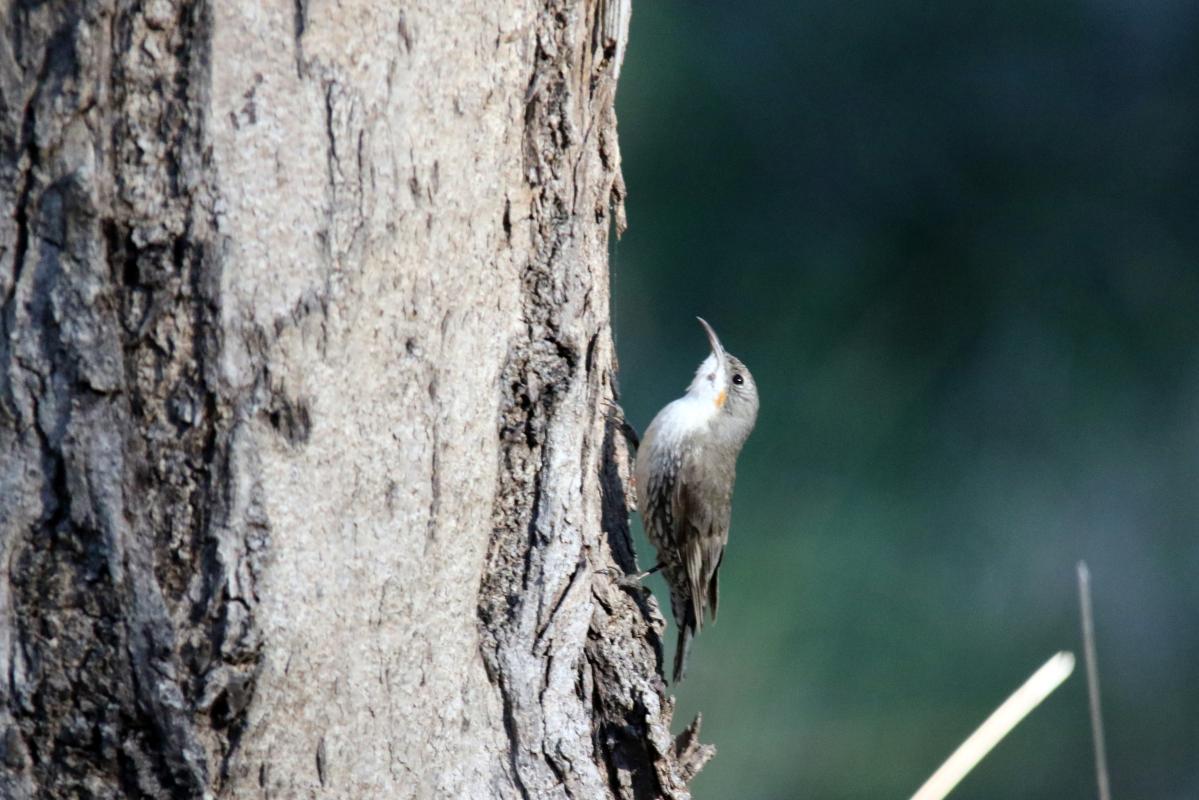 White-throated Treecreeper (Cormobates leucophaea)