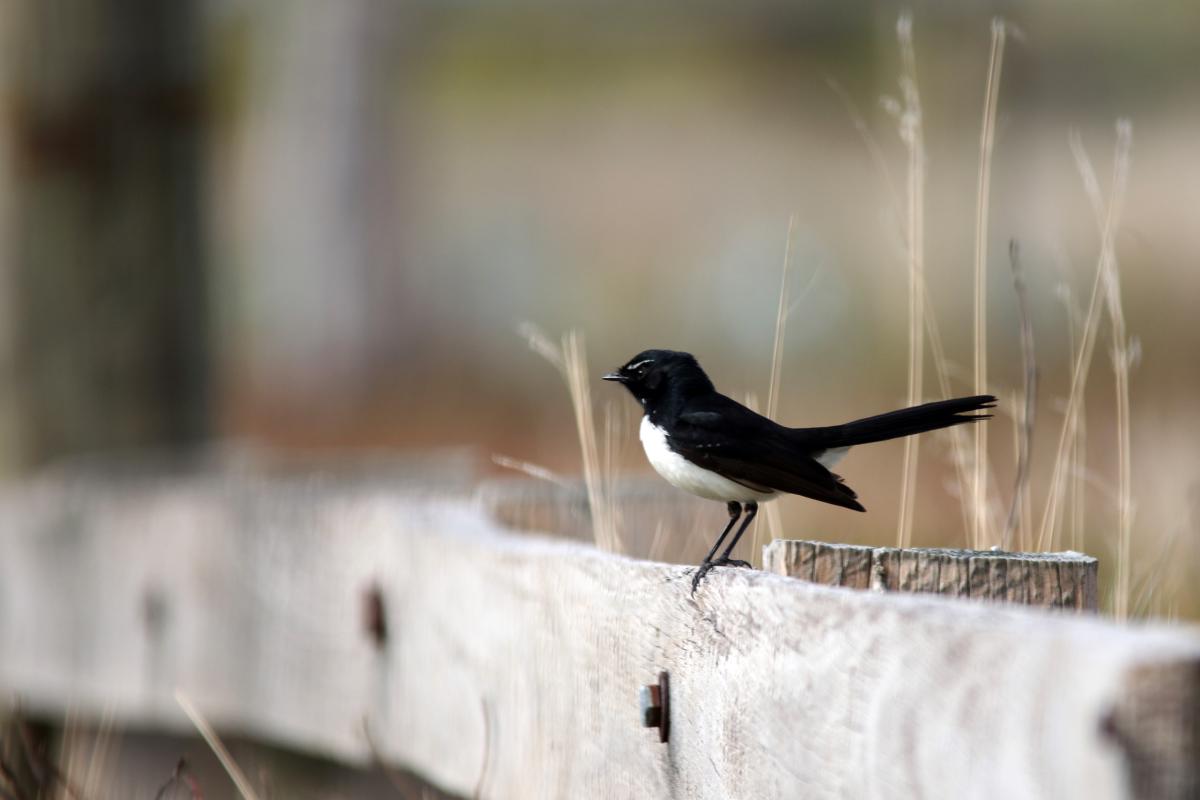 Willie Wagtail (Rhipidura leucophrys)