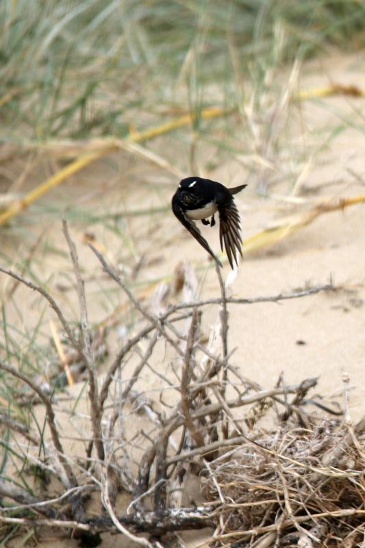 Willie Wagtail (Rhipidura leucophrys)