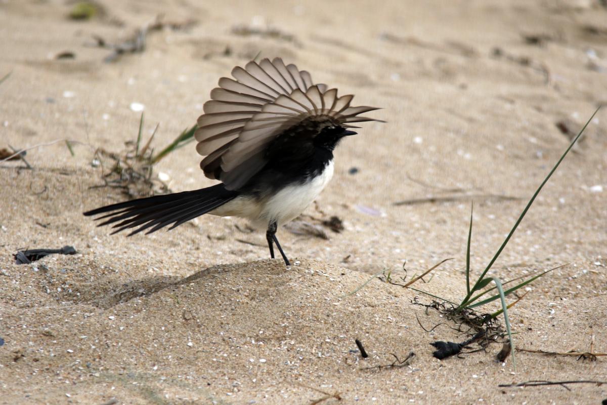 Willie Wagtail (Rhipidura leucophrys)