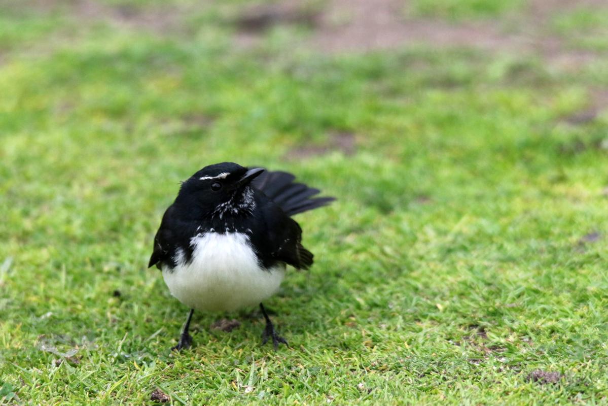 Willie Wagtail (Rhipidura leucophrys)