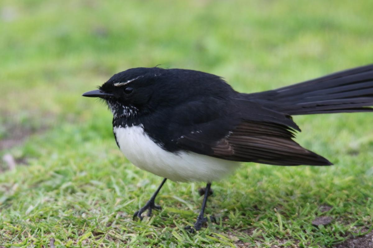 Willie Wagtail (Rhipidura leucophrys)