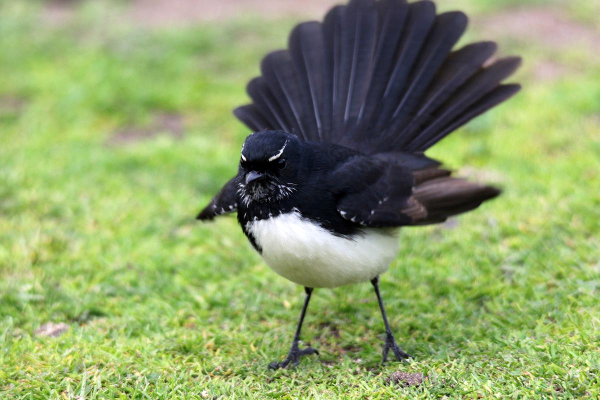 Willie Wagtail (Rhipidura leucophrys)