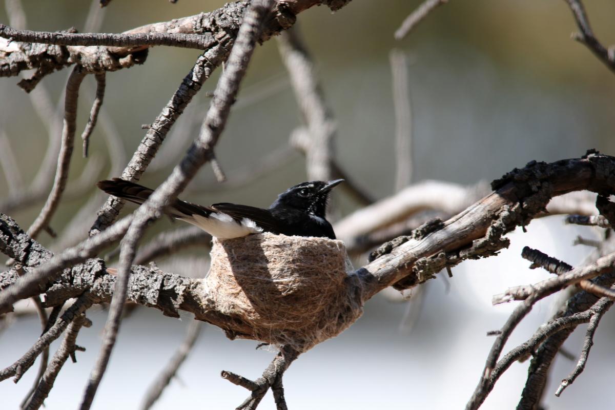 Willie Wagtail (Rhipidura leucophrys)