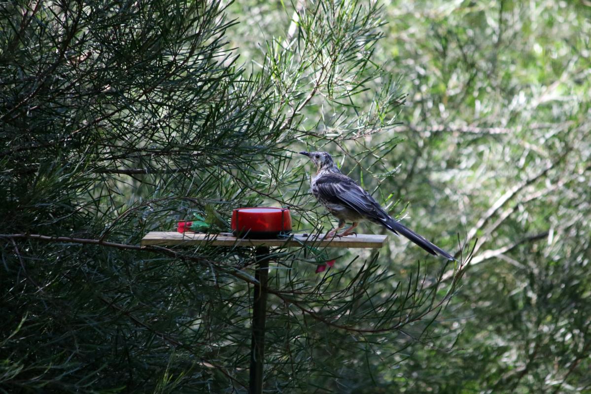 Yellow wattlebird (Anthochaera paradoxa)