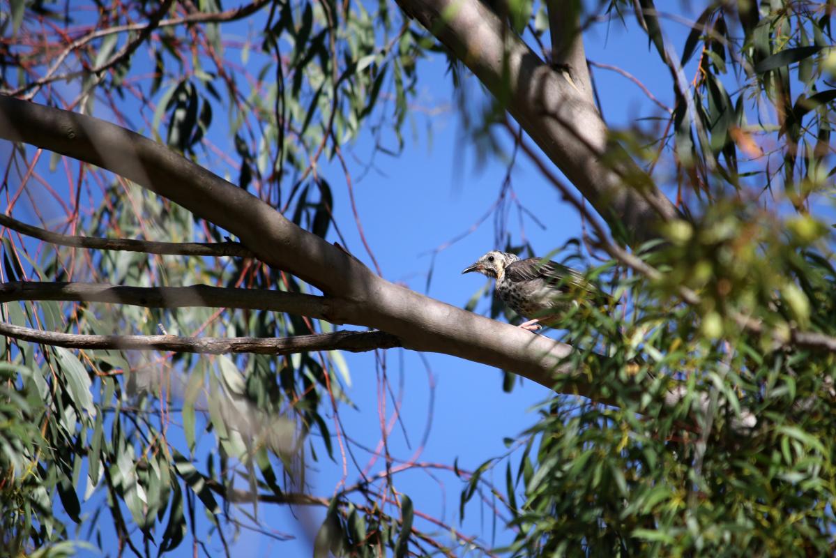 Yellow wattlebird (Anthochaera paradoxa)