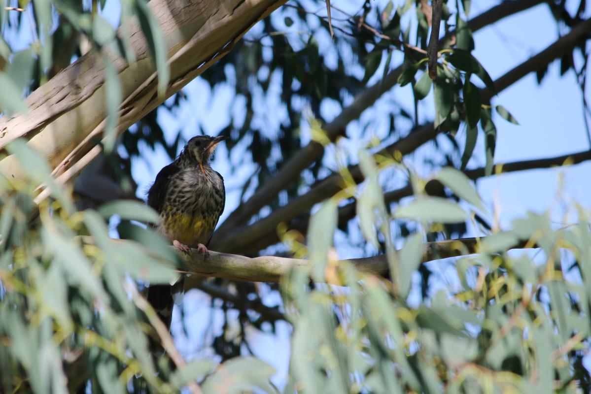 Yellow wattlebird (Anthochaera paradoxa)