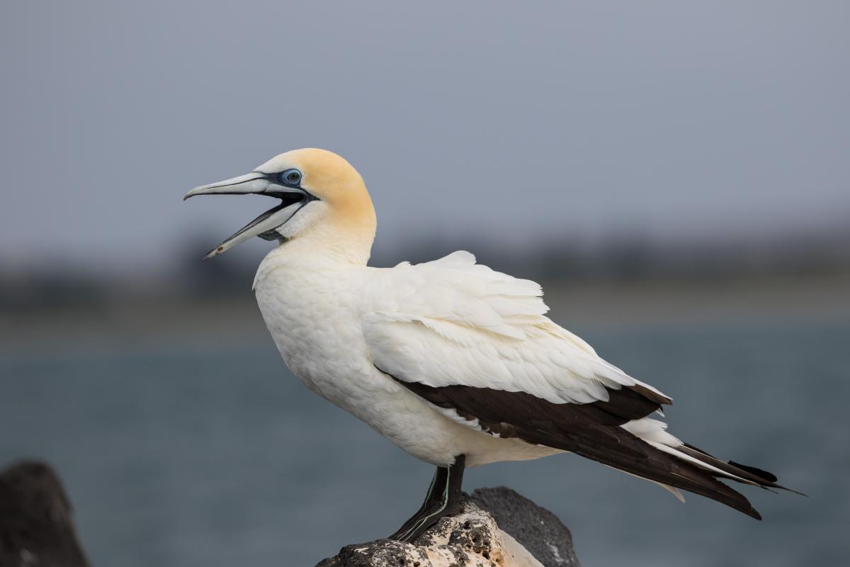 Australasian Gannet (Morus serrator)